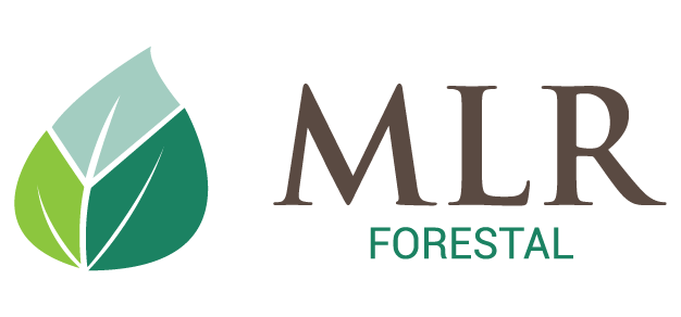 MLR Forestal