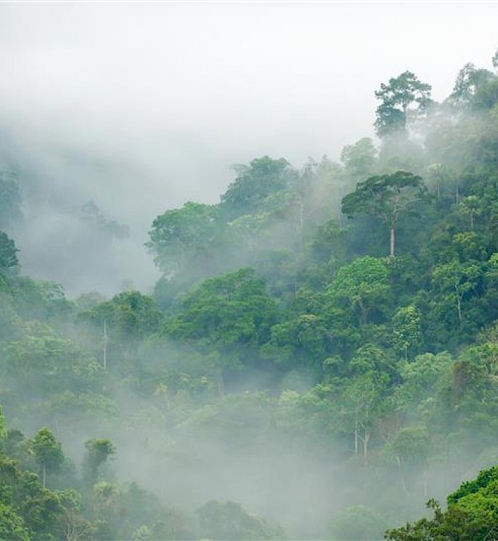 What Does a Market-Ready Reforestation Project Actually Look Like? photo